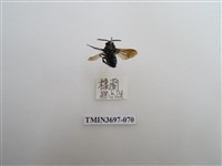 藏品(膜翅目(蜂))的圖片